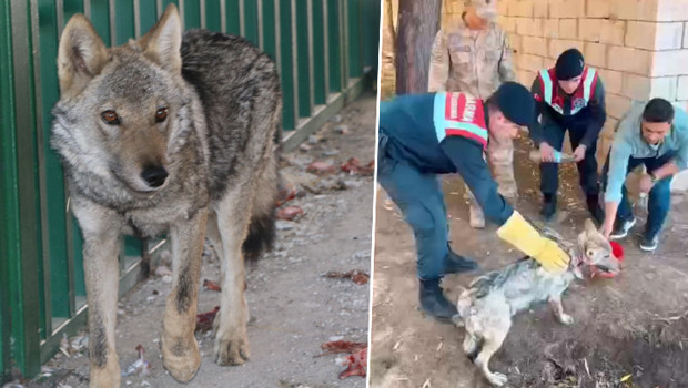 Изображенията в социалните медии мобилизираха екипите! Спасен вълк във вериги