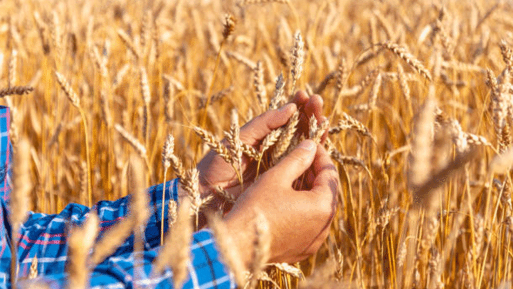 Връща се предишната подкрепа за лихвите по субсидирани земеделски заеми