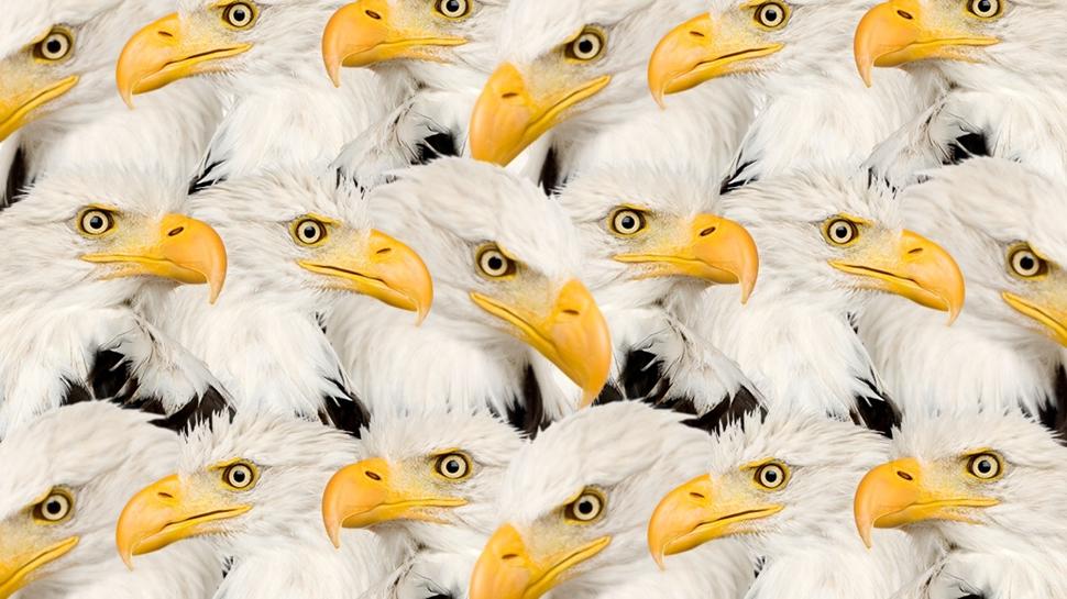 Тест за интелигентност: Къде е малката котка в орлите? 12 от 475 души са успели