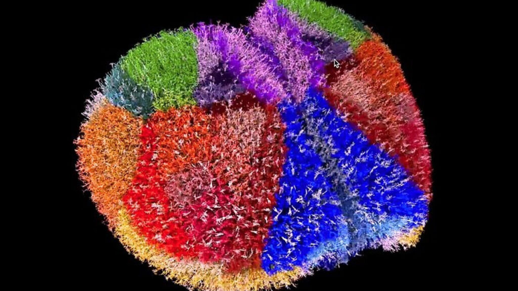 За първи път в историята на науката: Най-подробната карта на мозъка, създавана някога