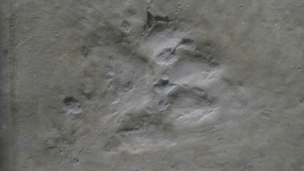 Dev köpeklerin gizemi: Ekosistem çöküşünden sonra nasıl hayatta kaldılar?