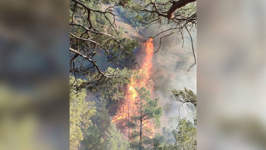 Hatay’da orman yangını
