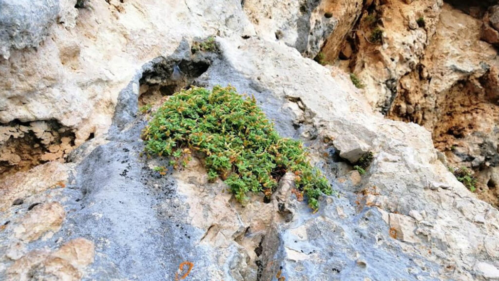 Това предизвика вълнение в научния свят: Ендемичното растение от Малатия е по-ефективно и от жълтия кантарион