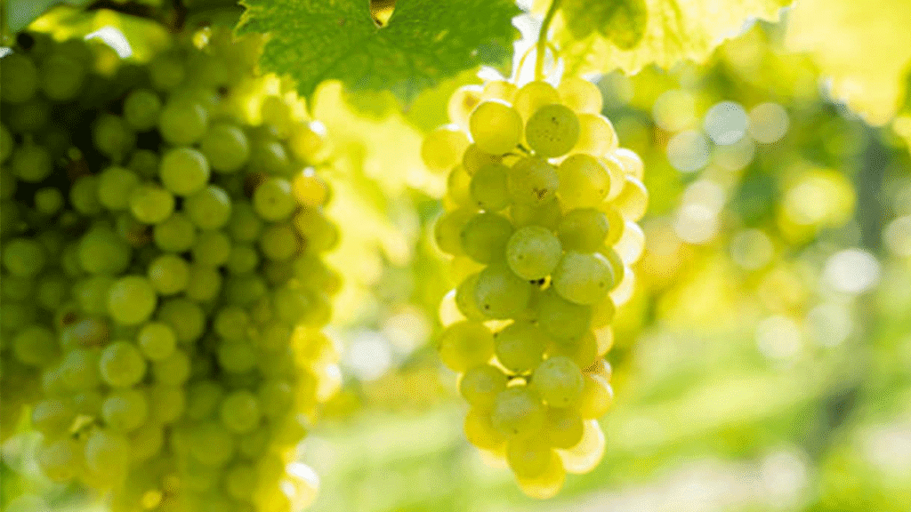 Гроздоберът продължава с пълна сила в Sarıgöl