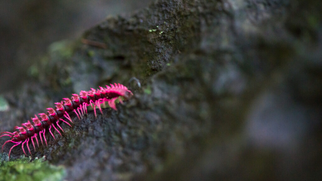 Tayland mağarasında heyecanlandıran keşif: „Prenses Ejderha“