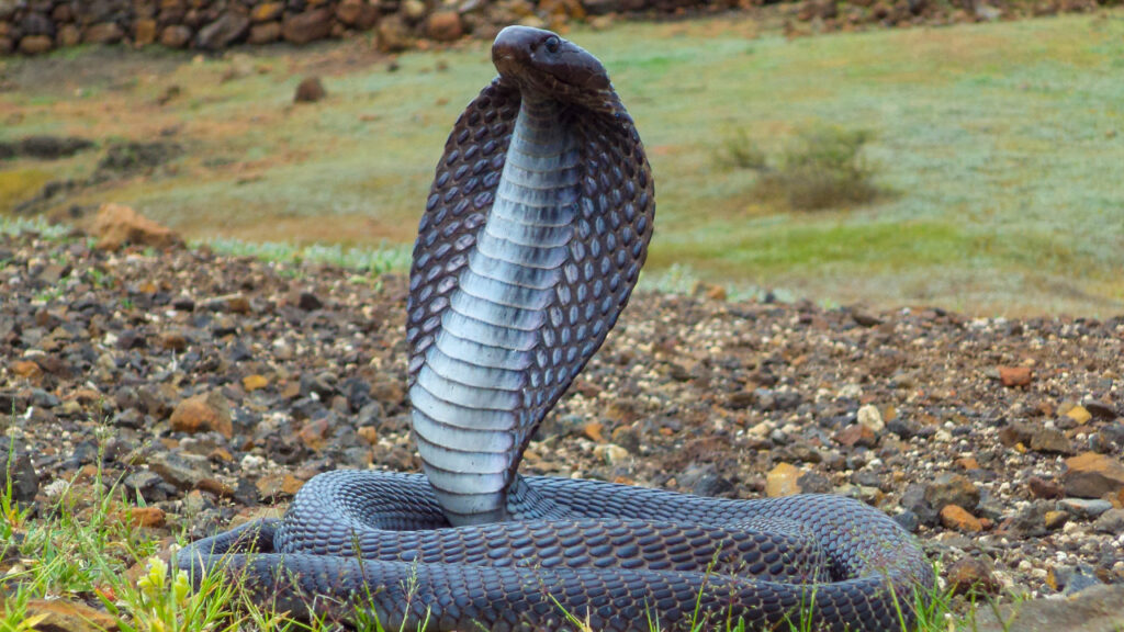 35 yıllık esrarengiz intikam hikayesi: Kobra yılanları, koca kasabayı neden işgal etti?