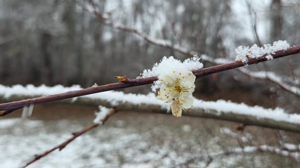 В Йозгат сезоните са объркани: Цъфтящите сливови дървета бяха погребани под снега