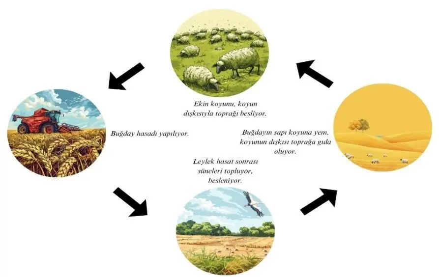 Hayvancılık neden bu halde? Çözüm nedir?