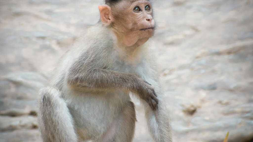 Durup dururken tepenizden maymun yağmaya başlarsa ne yaparsınız?