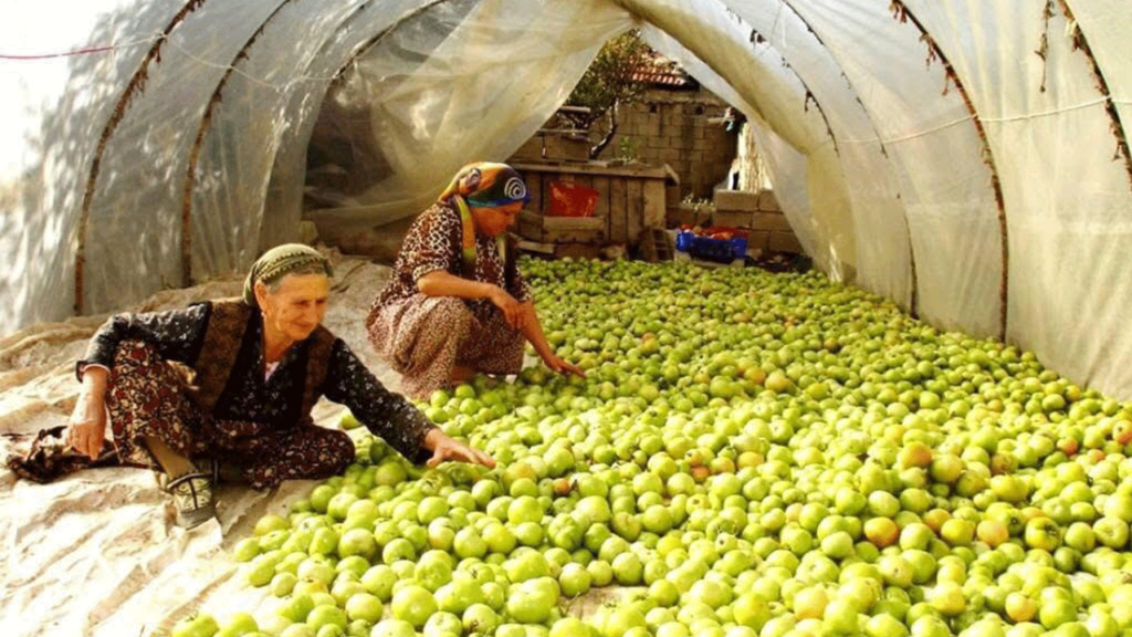 Kırağıya karşı domates mücadelesi: Sarıgöl’de son hasat