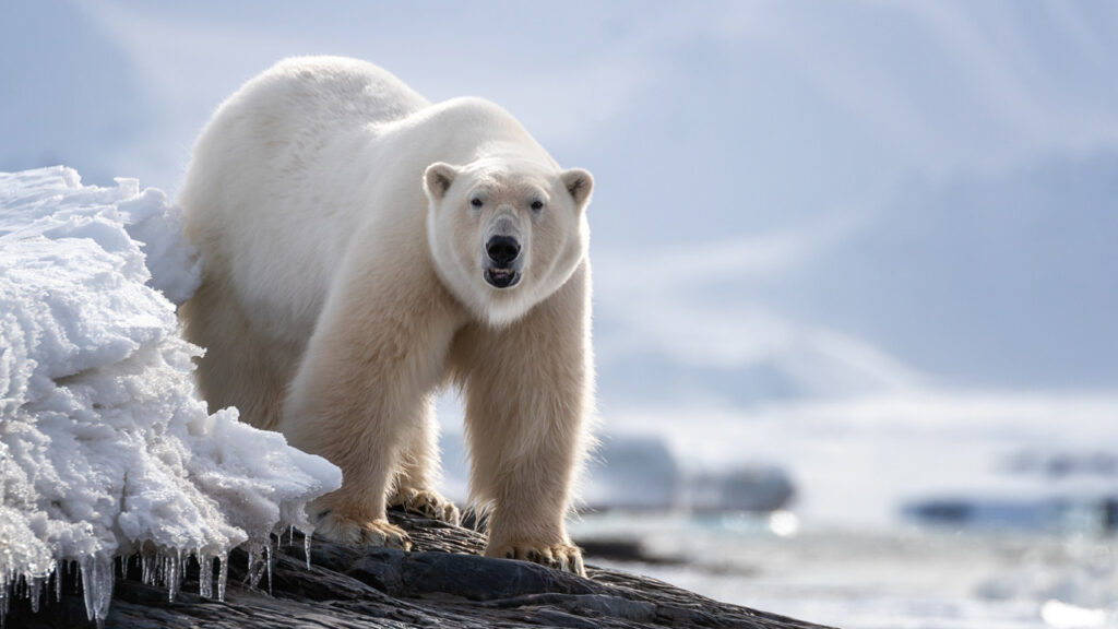 Полярните мечки са намерили последното средство: ДНК-то им се променя драстично