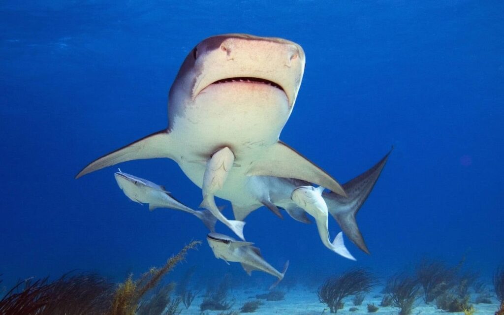 Липсата на кислород в Мраморно море застрашава акулите