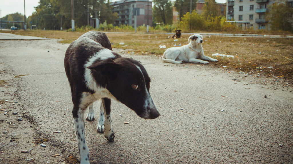 Çernobil’in köpekleri, yeni bir türe mi dönüşüyor?