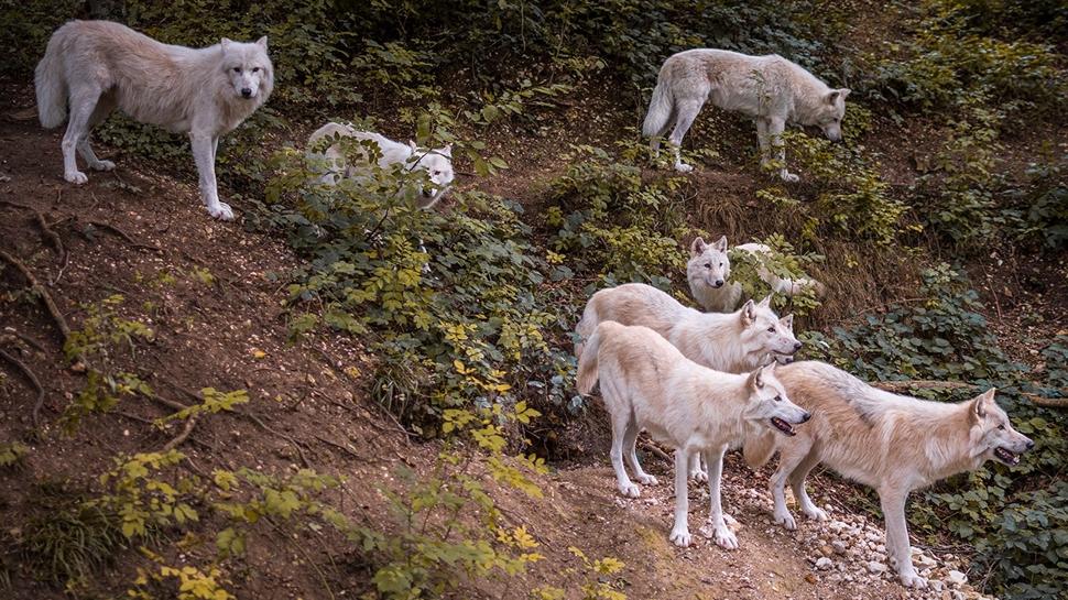 Zeka testi: Kurtların içindeki saklı at nerede? 550 kişi denedi 28’i 7 saniyede buldu