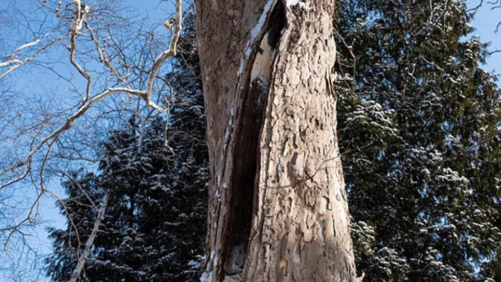 Doğanın „basınç bombası“ etkisi: ABD’de ağaçlar patlamaya başlıyor